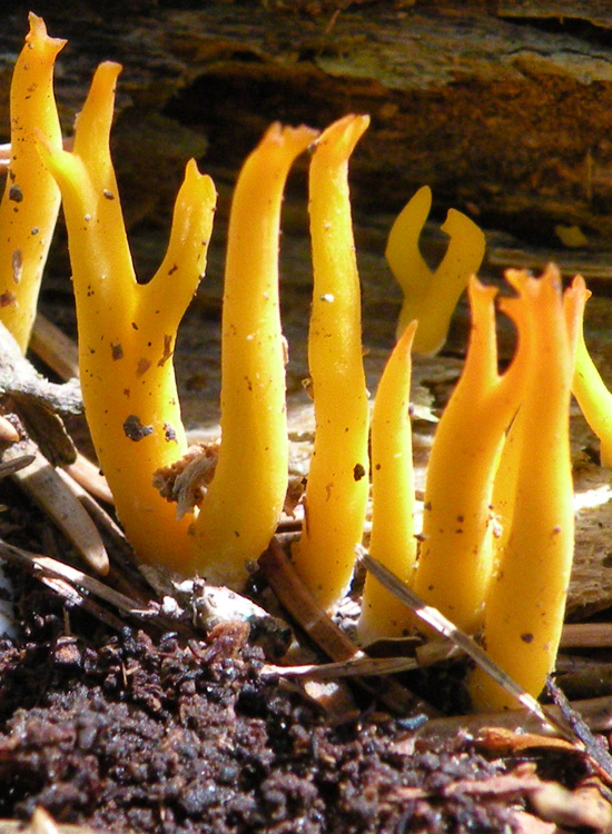 Heterobasidiomycetes trentini